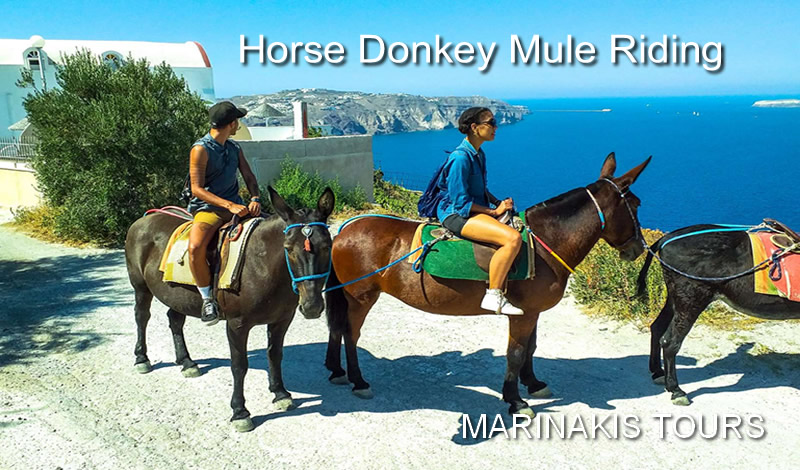 Horse-Donkey-Mule-Riding